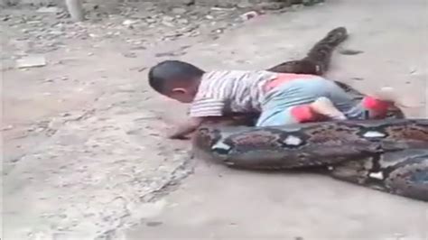 مشهد يحبس الأنفاس لطفل يلاعب ثعبان ضخم فيديو