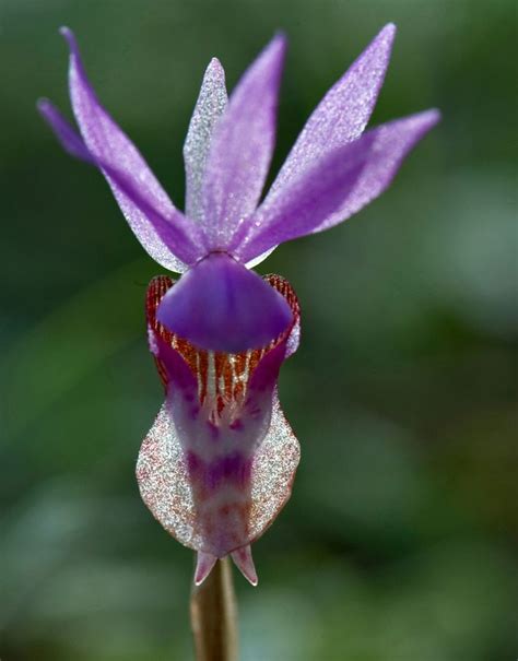 Robin Loznak Photography Llc Rare Orchid Rare Orchids Orchids Growing Orchids