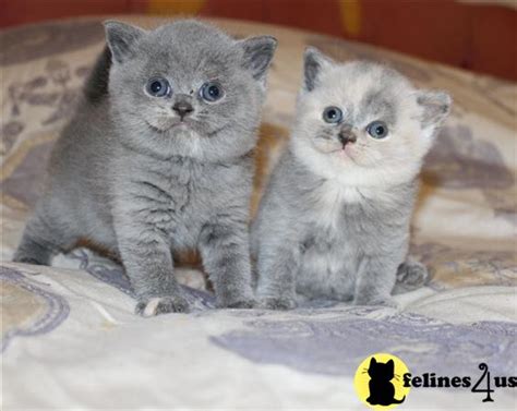 British Shorthair Kitten For Sale Excellent Pedigree British Shorthair