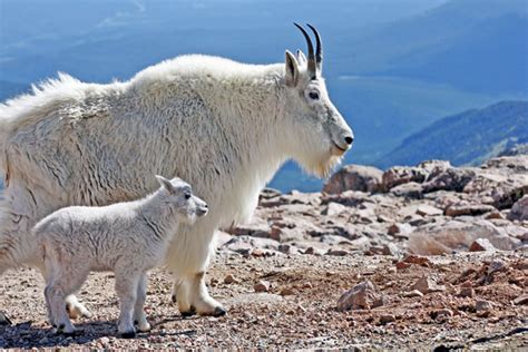 Mountain Goat Montana Fwp