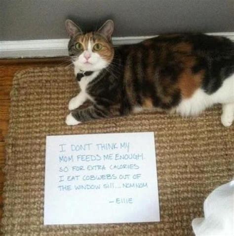 Ten Of The Funniest Examples Of Cat Shaming Youll Ever See