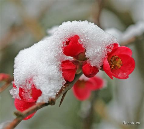 Early Spring Or Late Winter By Roantrum Redbubble