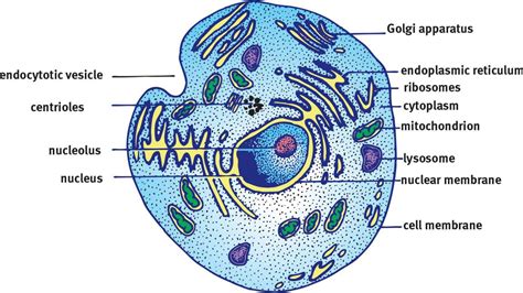 An organelle is an organized and specialized structure within a living cell. Eukaryotic Cells - The Cell - MCAT Biology Review