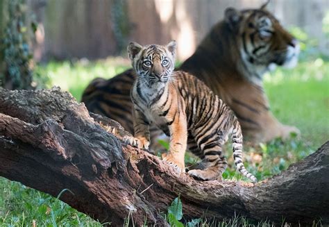 Tiger Cub Debut At Paignton Zoo We Are South Devon