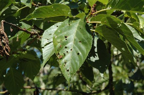 Cherry Tree Leaf Spot Disease