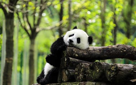 Wallpaper Panda Branch Natural Material Carnivore Tree Twig