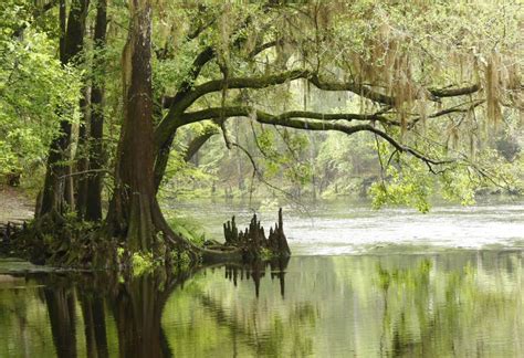 Bald Cypress Tree Overhaning A River Stock Photo Image Of Mist