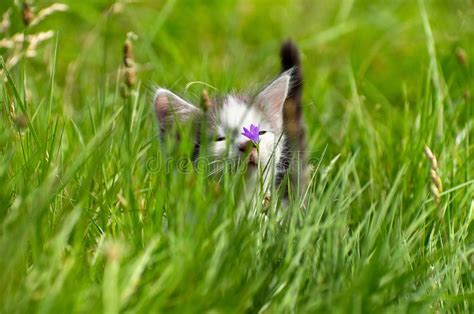 Kitten In The Grass Stock Photo Image Of Animal Lawn 21208756