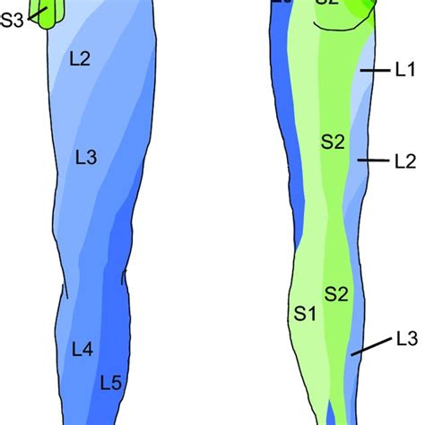 lower limb nerves dermatomes lower limb nerve anatomy medical images and photos finder