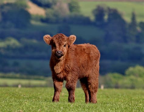 Brown Calf Calf Cow Fluffy Hd Wallpaper Wallpaper Flare