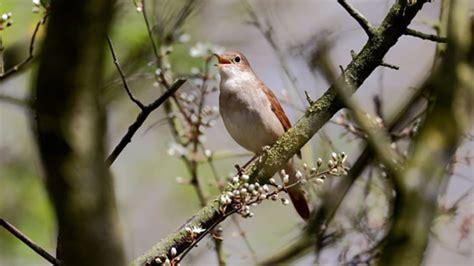 Nightingales Who Sing Well Make The Best Fathers Mental Floss