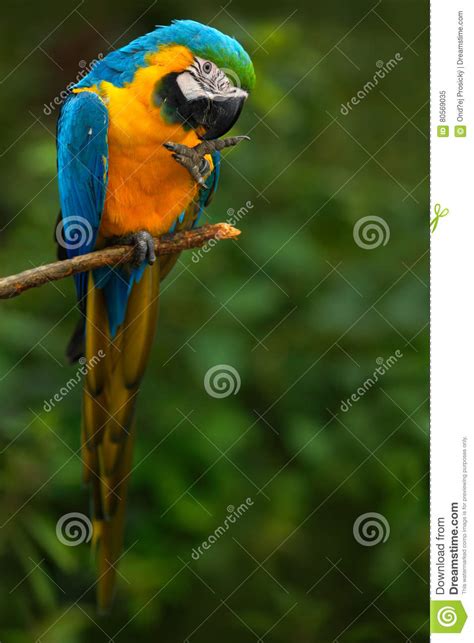 Portrait Of Blue And Yellow Macaw Ara Ararauna Also Known As The Blue
