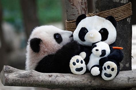 Celebrate National Panda Day With Some Of The Best Pandas Out There