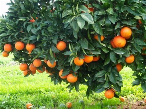 Orange Fruit Tree Fruit Trees Fruit Fruit Plants