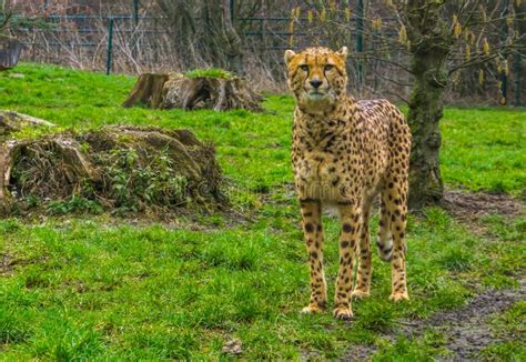 Closeup Of A Cheetah Standing In The Grass Popular Zoo Animals