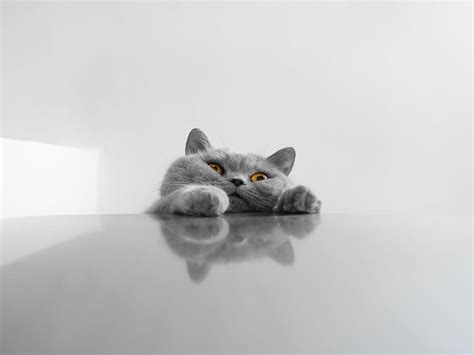 23 Grey Cat Wallpapers Grey Fat Cats Furry Kittens