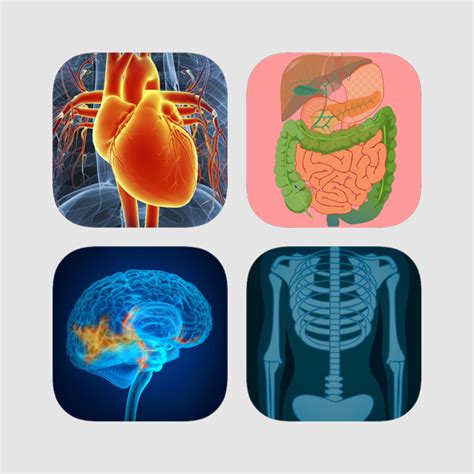 ‎human Body Systems Flashcards En App Store