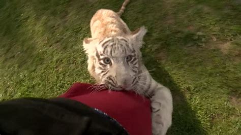 Rare White Tiger Cub Gets Feisty After First Vaccination Nbc News