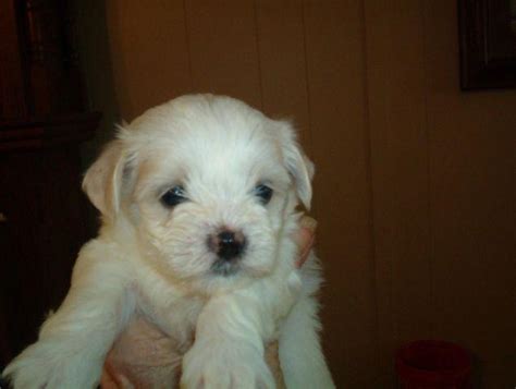 Maltese are a very special breed and make the most wonderful pets. Maltese puppies. for Sale in Salisbury, North Carolina Classified | AmericanListed.com