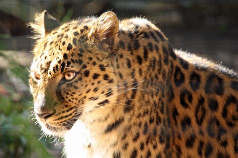 Leopard Leopard Shippeeshots Flickr