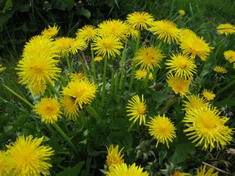 How To Grow And Care For Dandelion World Of Flowering Plants