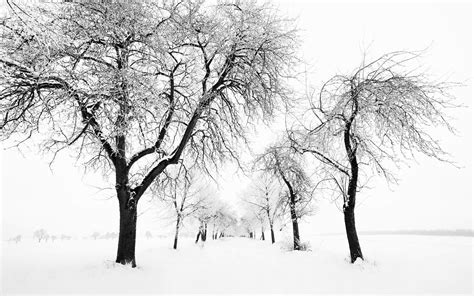 Trees Landscape Drawing Monochrome Nature Snow Winter