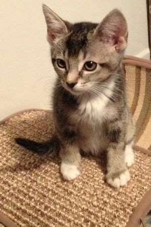 Browse 25 job openings in torrington, ct and find out what best fits your career goals. Cat Adoption Event-Animals in Distress | Wilton, CT Patch