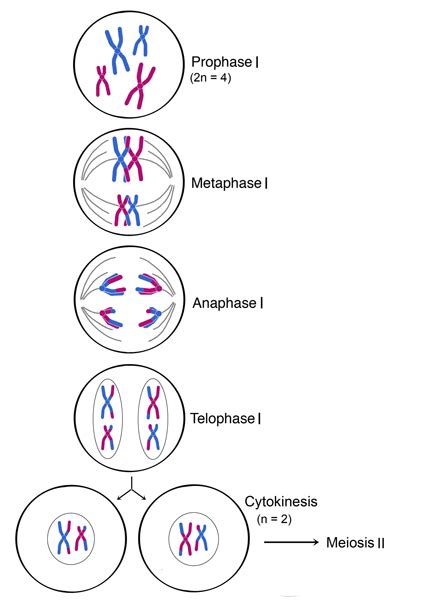 Fases De La Meiosis Meiosis I Biologia Para Todos