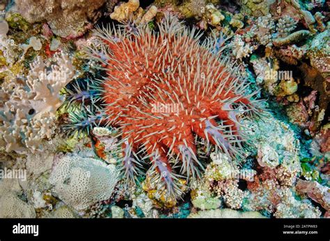 Crown Of Thorns Sea Star Starfish Acanthaster Planci Feeding On Tony
