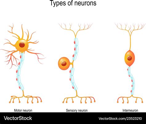 Sensory Neuron Motor Neuron And Interneuron Vector Image