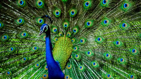 Indian Peacock The National Bird Of India Az Animals