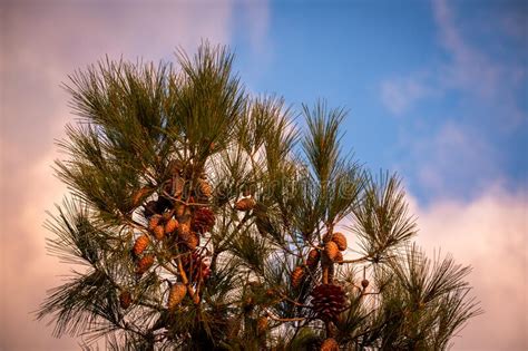 Pine Tree Tops Closeup With Pinecones Stock Image Image Of Season