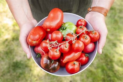 Homegrown Tomatoes — Benoit Greenhouses