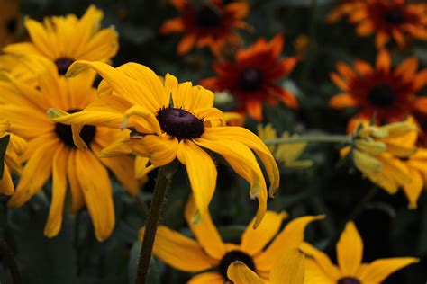 Large Yellow Flowers Free Stock Photo Public Domain Pictures