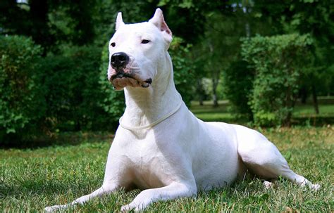 Guia De Raças Dogo Argentino Melhoramigodog