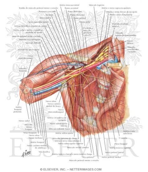 Anatomy Of The Armpit Anatomy Diagram Book