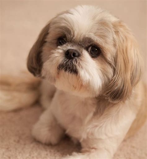 20 Things All Shih Tzu Owners Must Never Forget