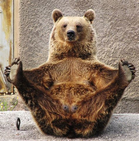 The Bear Who Practices Yoga Amusing Planet