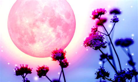 Full Flower Moon May 18th Let Go Of Your Fears And Move On Awareness Act