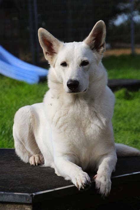 Read weißer schweizer schäferhund by a. Rasseportrait Weißer Schäferhund charakter hunderasse welpen