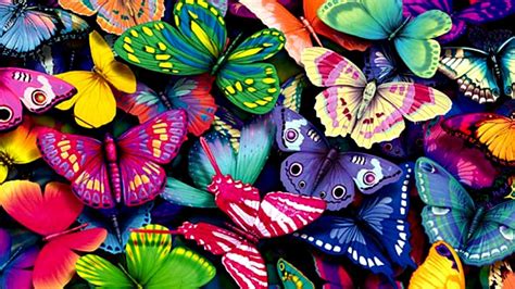 Colorful Butterflies Hd Butterfly Wallpapers Hd Wallpapers Id 45064