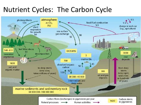 The Carbon Cycle Earths Systems
