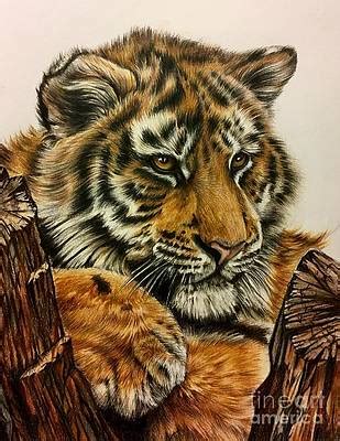 Tiger Cub Drawing By Art By Three Sarah Rebekah Rachel White Fine Art