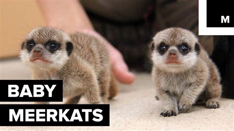 Super Cute Baby Meerkats Explore The Outside World For First Time Youtube