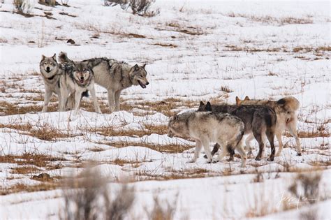 Wolf Packs Facing Off During Breeding Season Yellowstone Wyoming