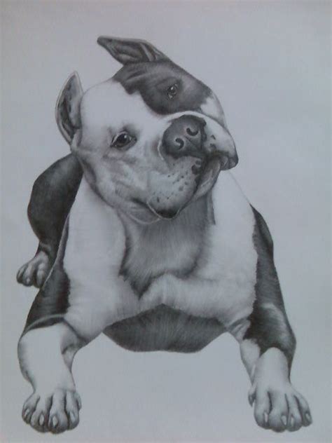 Pitbull Dog By D1nar On Deviantart Pitbull Drawing Pitbull Art Dog