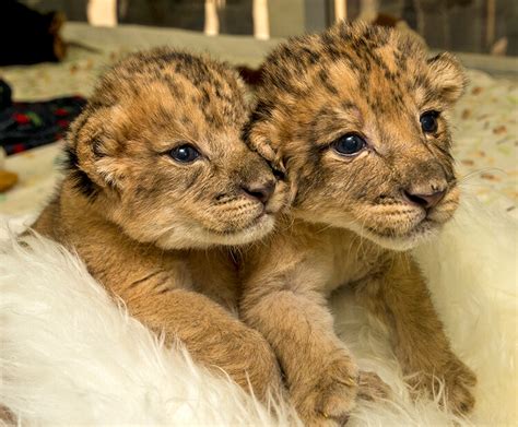 How Do Lions Have Babies