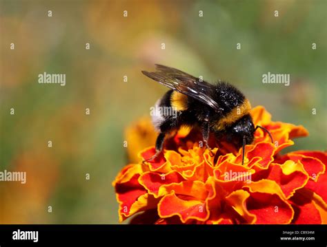 Bumblebee On Flower Marigold Stock Photo Alamy