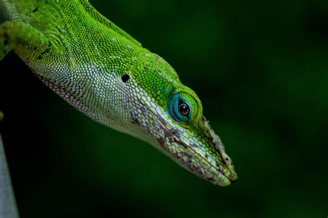 This Green Anole Lizard Was Very Calm When I Was Photographing It R