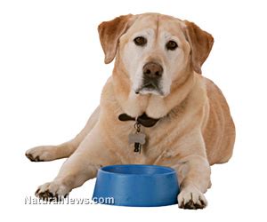 We must recognize that manufacturing errors and minor mistakes can occur for any brand. Pedigree dog food may be endangering your pet, yet no ...